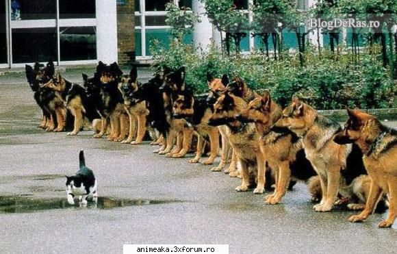 imagini funny care credeam invers totusi pisica mea fuge cand ochii caine  