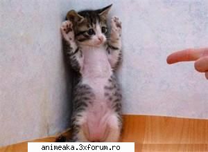 imagini funny obicei stateam colt, pisica    